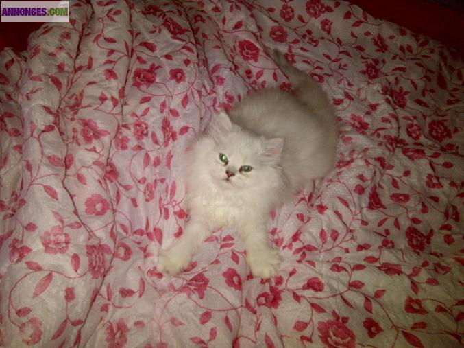 Chatons : 2 femelle et 1 male persan chinchilla non loof