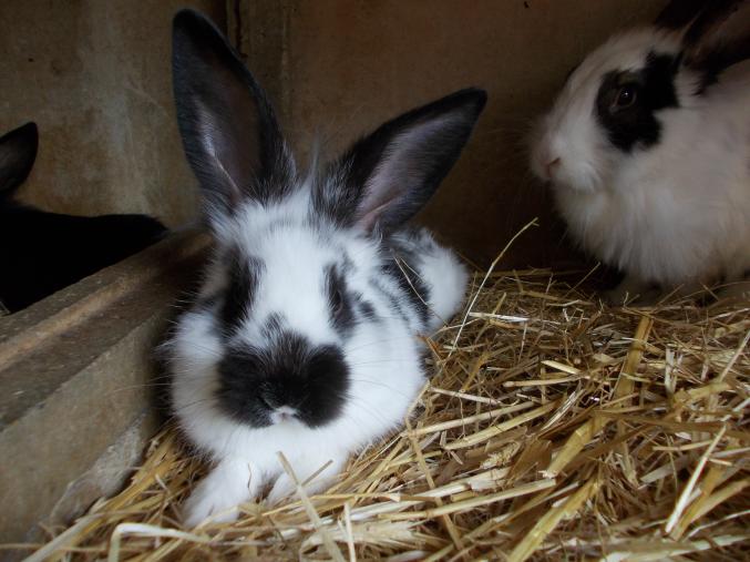 Lapins fermier