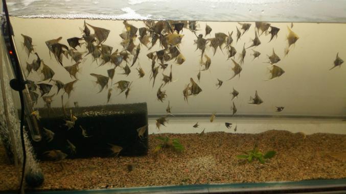 Scalaire toute taille 