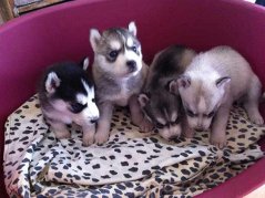 7 chiots type husky non lof