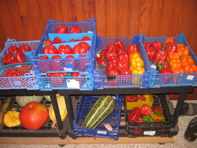 Graines tomates et potageres