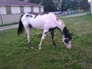 Jument poulinière Appaloosa 7 ans