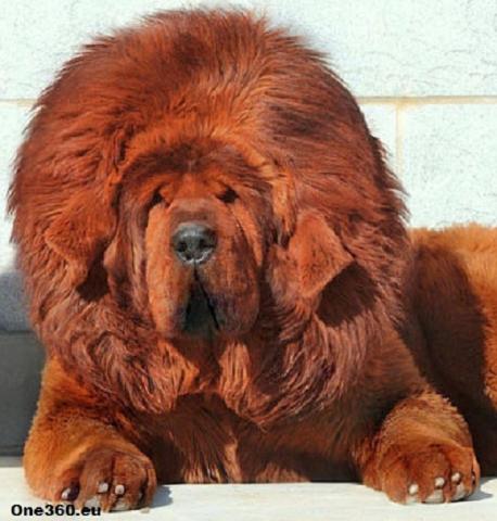 Femelle dogue du Tibet LOF