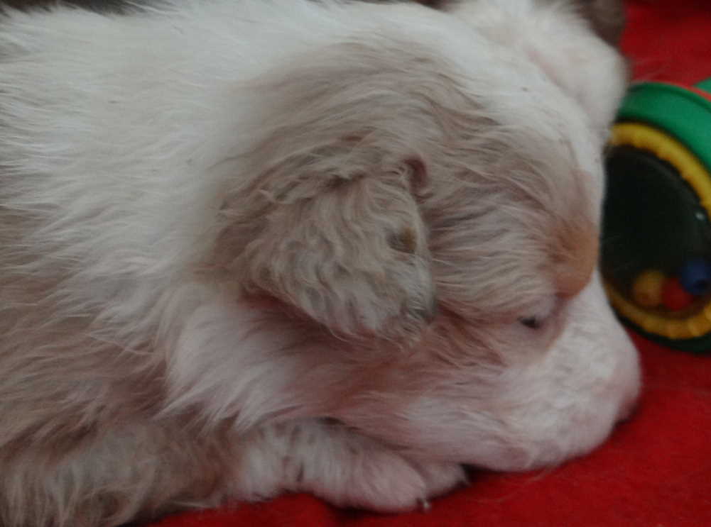 Superbe chiots berger australienLOF