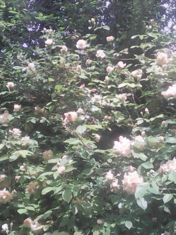 DIVERS ARBUSTES ET AUTRES PLANTES