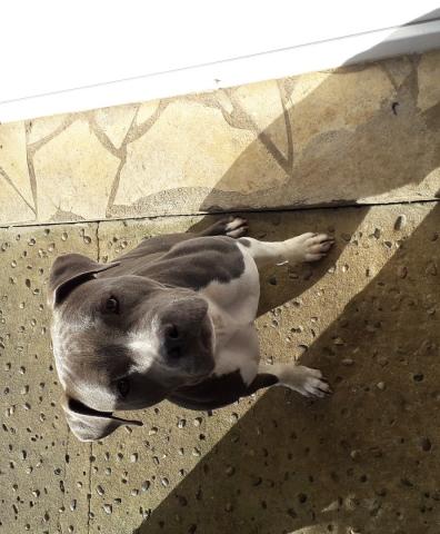 American staffordshire terrier femelle bleu à pan blanc