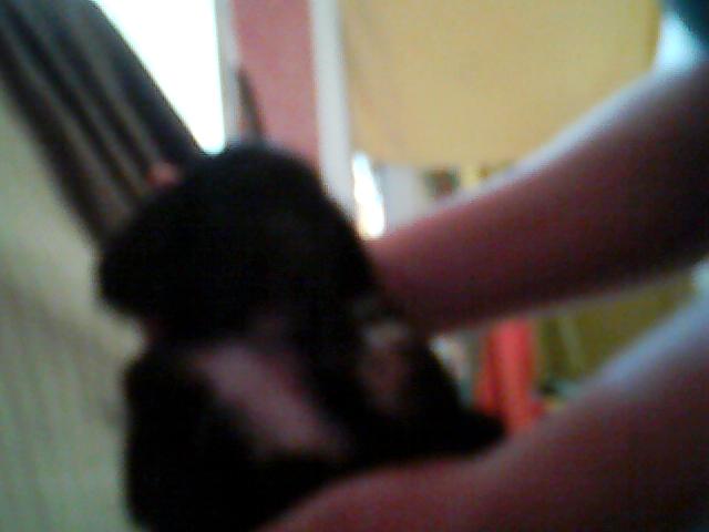 A réserve 7 chiot type cocker croiser golden