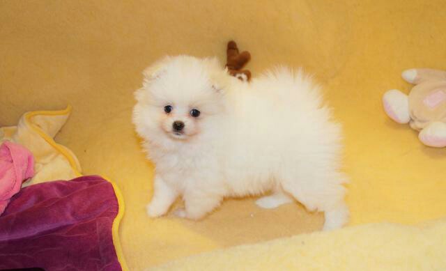 Jolie spitz nain pomeranian de 3 mois