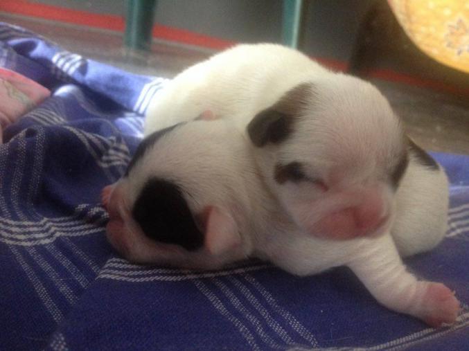 A reserver chiot Bouledogue Francais