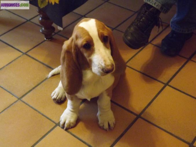 Chiot basset hound