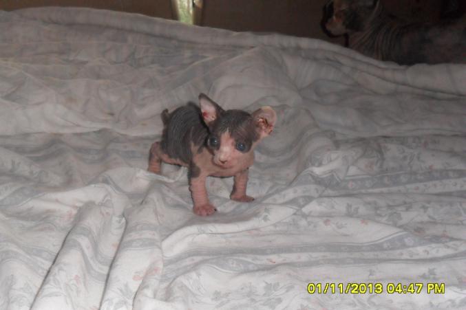 Chatons sphynx