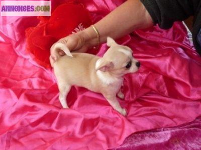 A réserver 4 chiots types chihuahua 2 femelles et 2 males Non lof 