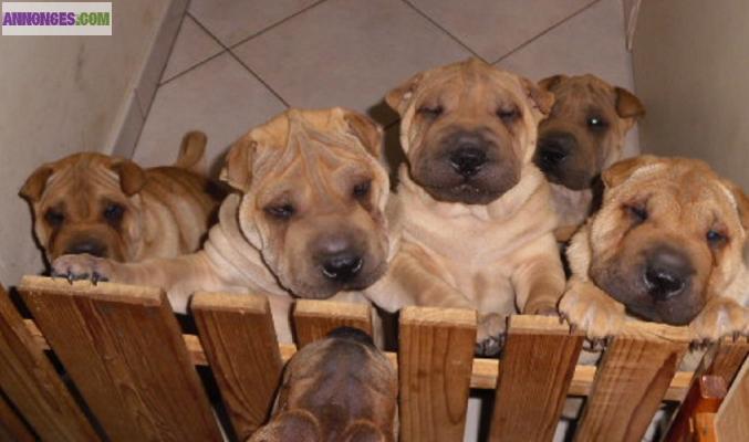Chiots shar pei LOF