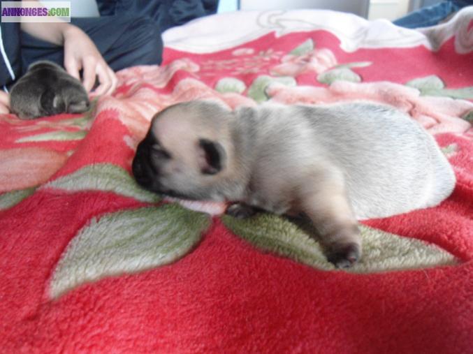 Chiot bouledogue femelle