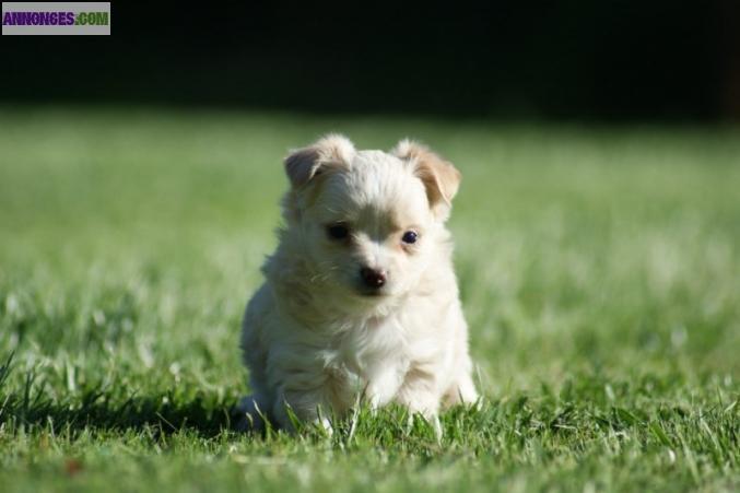 A DONNER Chiot type CHIHUAHUA