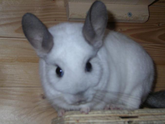2 chinchillas mâle (50 euros les deux) 