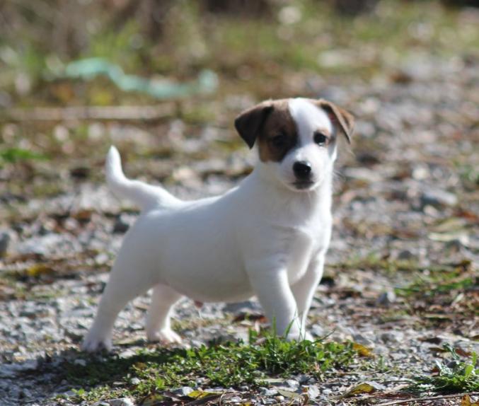 A donner Jolie Chiot Jack Russell de 02 mois