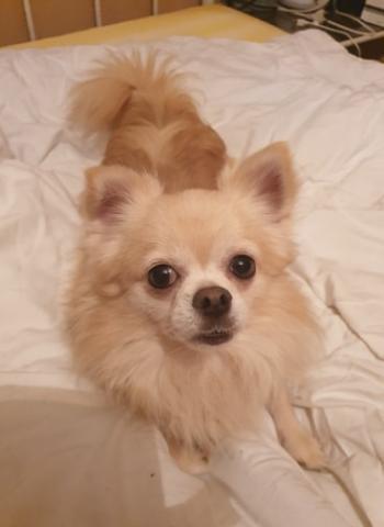 Chihuahua  a poil long 