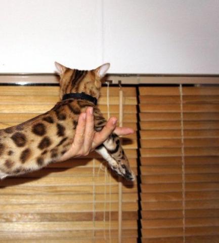 Donne un chaton et un chiot