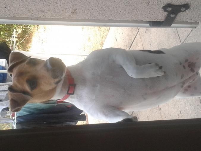 Chienne jack russel
