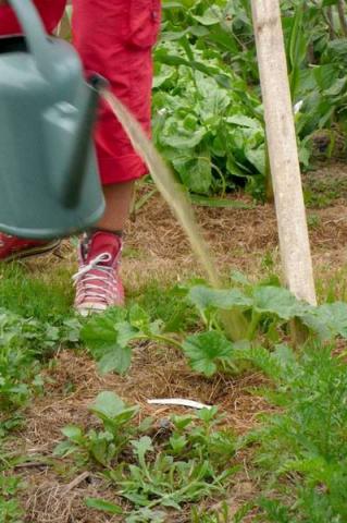 Engrais racinaire et foliaire 15% azote