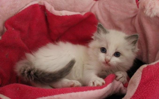 Quatre magnifiques chatons Ragdoll