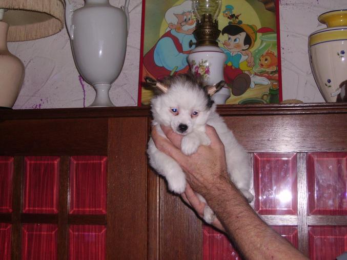 Chiots type chien chinois a houpette poudré