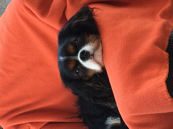 SAILLIE - CAVALIER KING CHARLES - LOF Confirmé