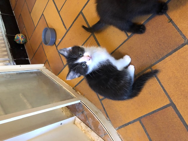 Chaton croisé d'une maman siamoise sur Lesquin