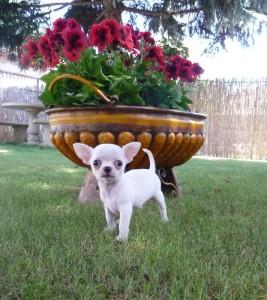 Adorable chiot chihuahua miniature non lof