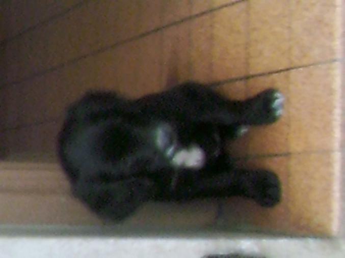 Chiot cocker  croiser golden