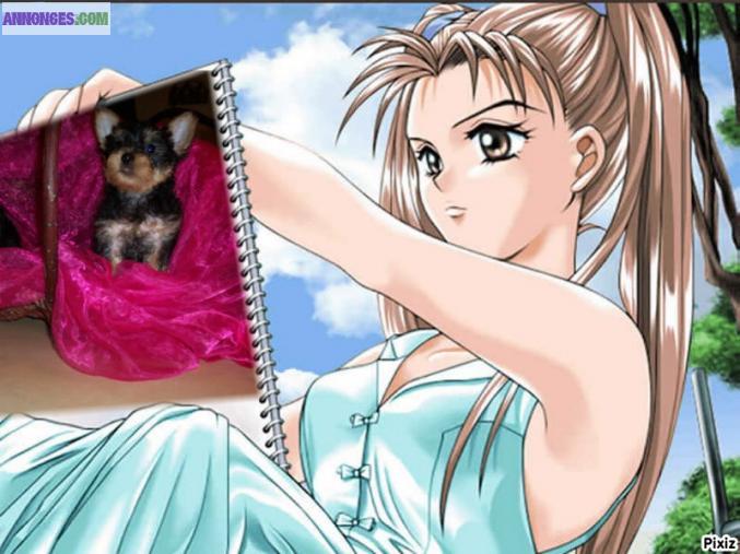 Yorkire non lof male 3mois