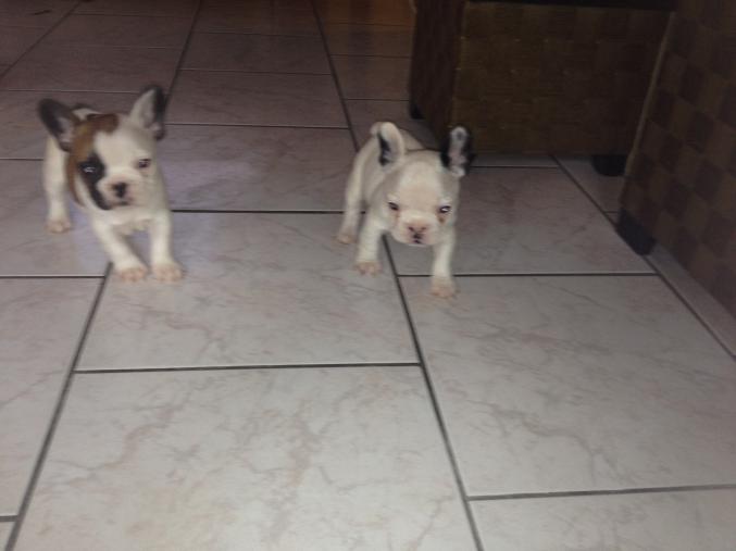 A réservé chiot bouledogue francais