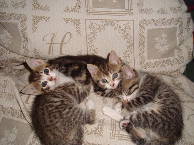 Chatons