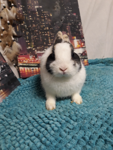 Lapin Nain , Prix Négociable