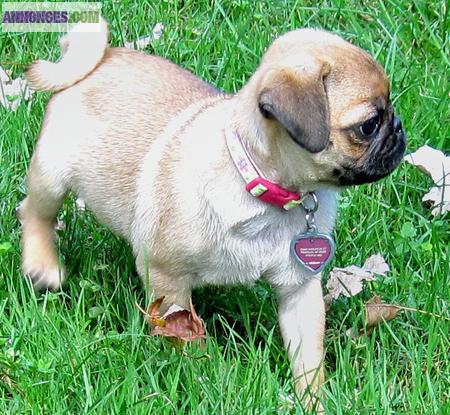 Chiots carlin non lof"‏