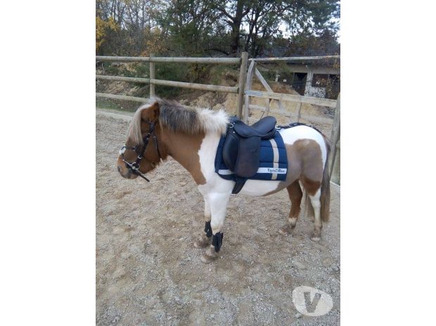 Je donne Poney O.N.C URGENT