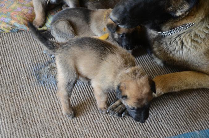Chiots malinois
