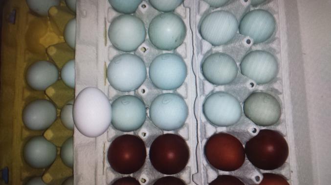 Oeufs fécondés cream legbar