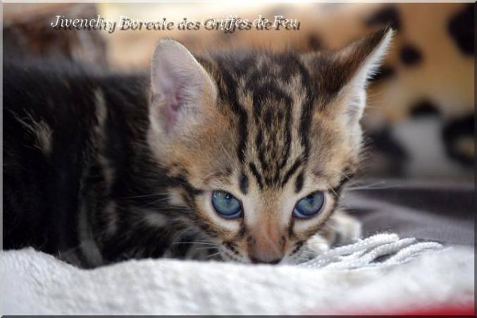 Chaton Bengal