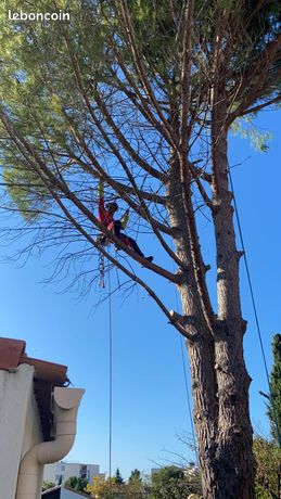 Elagage/Abattage/Débroussaillage
