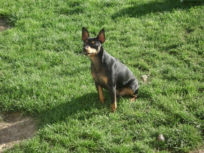 Chiot type pinscher nain