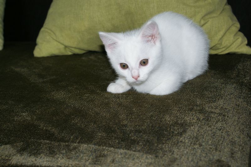 Chatons type british shorthair blancs