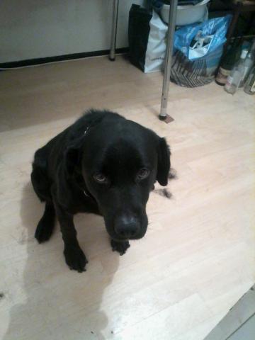 Chien de type labrador