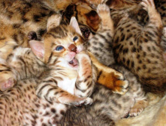 Superbes bengal loof