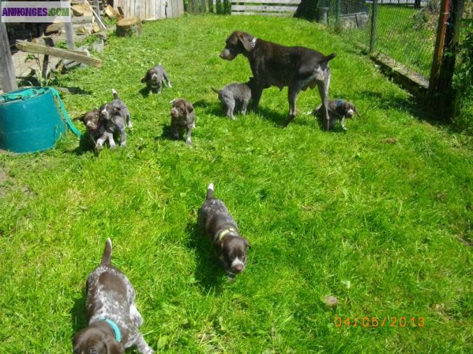 Chiots type braque allemand