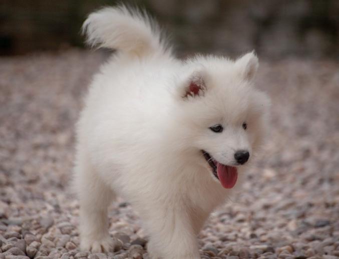 Chiots Samoyèdes
