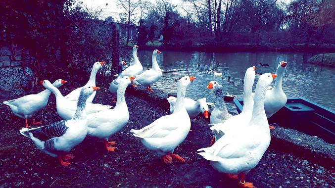 OIE CANARD POULE POUSSIN CANETON