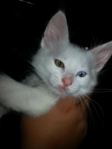 Adorable Chaton ANGORA TURC Blanc, yeux Vairons