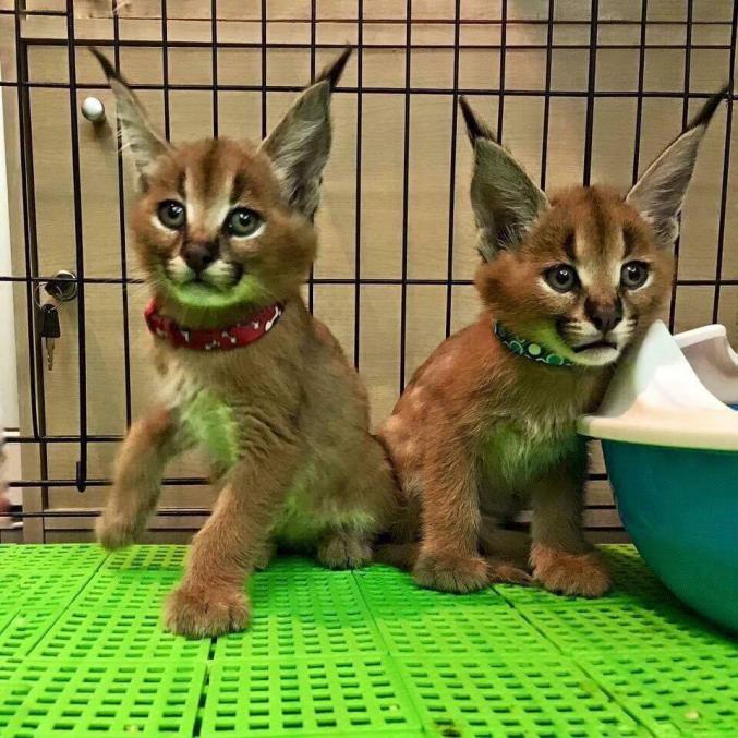 Chatons caracal ,serval et savannah f1 en vente